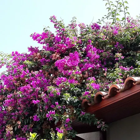 Peggy's House Ferienhaus Monastiraki (Phocis)